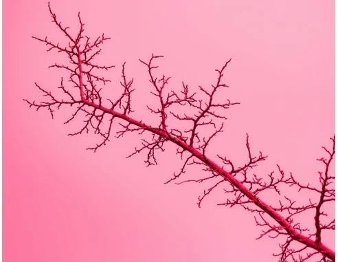 Imagen de Estudio de trombofilia: test genético para la detección de trombosis e ictus